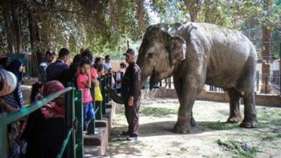 تم تركيب كاميرات مراقبة على أسوار حديقة الحيوان بالكامل(فيديو)