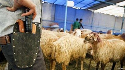 القاهرة والجيزة: اذبح أضحيتك مجانًا خلال أيام العيد