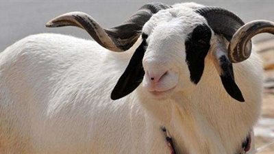 عيوب لا تجوز  فيها الأضحية..تعرف عليها