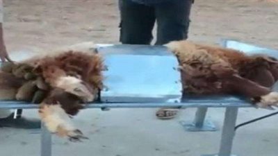 بالفيديو.. طريقة مبتكرة لذبح الأضحية دون عناء