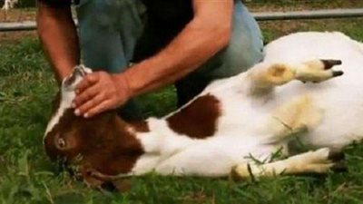 9 مستحبات يجب مراعاتها عند ذبح الأضحية.. تعرف عليها