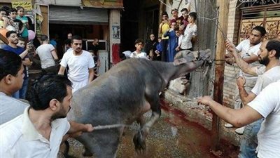 ذبح الأضاحي بأحد محلات الجزارة في المطرية