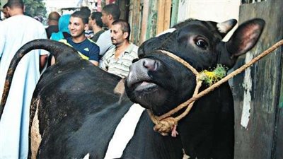 دماء الأضاحي تملأ شوارع الإسكندرية في أول أيام عيد الأضحى