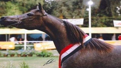 مصر تصدر عدد من الخيول المصرية العربية لأوربا