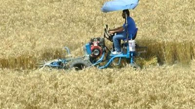 شاهد.. ”ماكينة درس الذرة” تبتـر قدم عامل في المنصورة