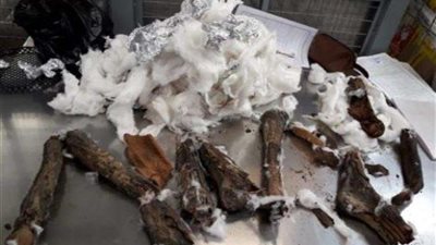 ضبط المتهم في واقعة تهريب عظام آدمية أثرية عبر مطار القاهرة