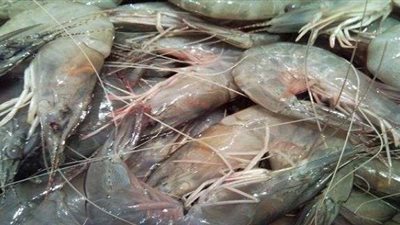 «الزراعة» تكشف الهدف من إلقاء 5 ملايين وحدة جمبري في بحيرة قارون