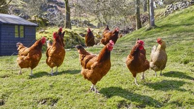 واقعة غريبة.. سرب من الدجاج يقتل ثعلب داخل مزرعة في فرنسا