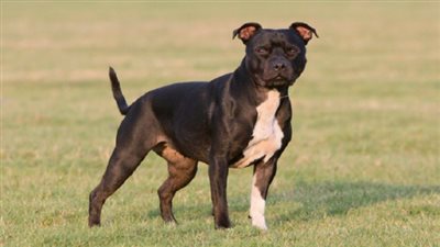 الوفاء والإجرام.. كلبٌ يُعري الشرق أمام الغرب