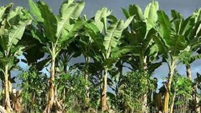 تعرف على.. دور الحكومة في مواجهة مخالفات ”زراعة الموز”