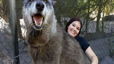 كلب عملاق يثير الرعب في فلوريدا