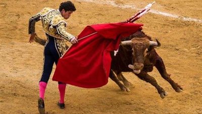 شائعة غضب الثور من اللون الأحمر