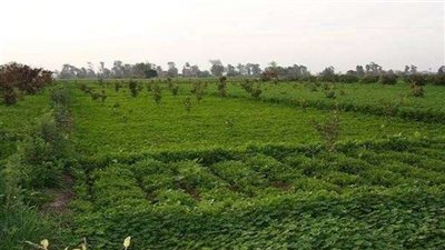 عضو بالبحوث الزراعية: «هيئة الإصلاح» بؤرة من الفساد.. والقرار الأخير خاطئ