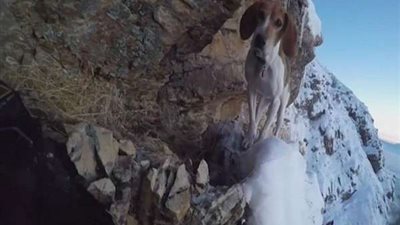 بالفيديو.. شخص ينقذ كلب على قمة جبل ببريطانيا