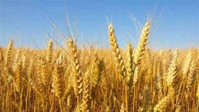 برلماني يطالب الحكومة بزيادة سعر القمح لـ 800 جنيه