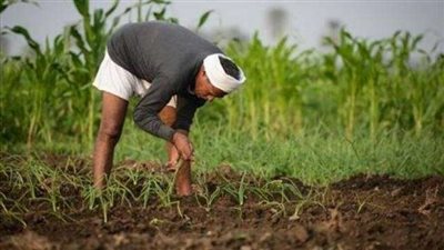 «برلماني»: منظومة «الكارت الذكي» تدعم الفلاح