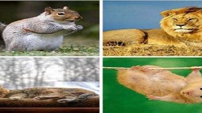 أكثر 10 حيوانات يعشقوا النوم