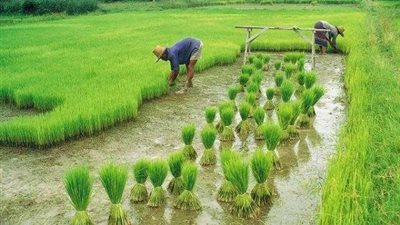 تعرف على.. جهود الحكومة في النهوض بـ”المنظومة الزراعية”