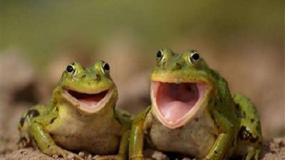 منها عصير الضفادع ومشيمة الخنازير.. أغرب مشروبات دول العالم