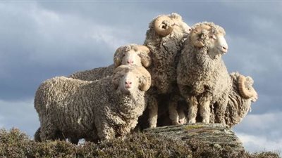 تخصيب 34 نعجة بحيوانات منوية 