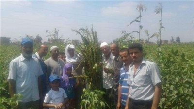 ”الإرشاد الزراعي” بالبحيرة تنظم أيام حصاد لمحصول السمسم (صور)