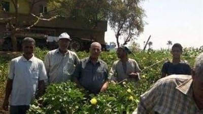 ”زراعة أسيوط”: تسديد أثمان الأقطان خلال 72 ساعة من تسليمه