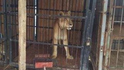 بالصور.. العثور على 5 أسود في أبوزعبل