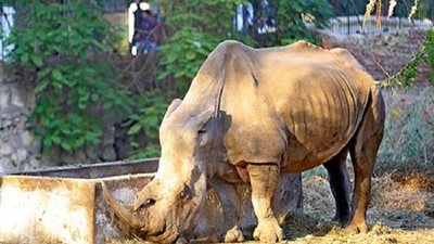 حديقة الحيوان تؤمن قرون 