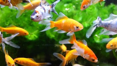 علماء يبتكرون جهازا لاسلكيا لترجمة لغة الأسماك والنحل