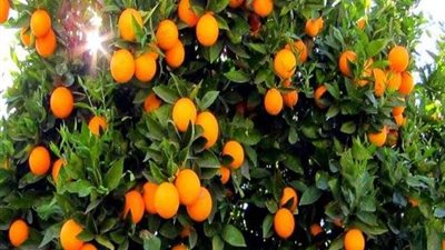 مزارعو قرية ملامس يطالبون المسئولين بإنقاذ محصول البرتقال.. (فيديو)