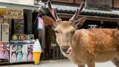 شاهد.. اليابان تستعين بـ”الغزال” لتنشيط السياحة