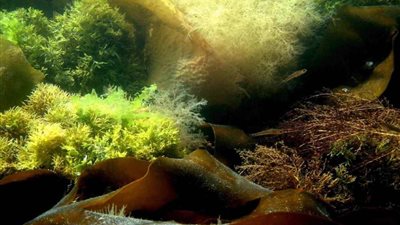 بالطحالب البحرية.. العلماء يبتكرون طريقة بديلة لبتر الأطراف التالفة