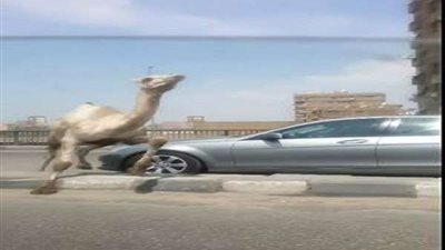 بالصور.. جمل يتسبب في تعطل حركة المرور بمحور 26 يوليو