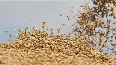 سوريا تستورد 200 ألف طن من القمح من روسيا