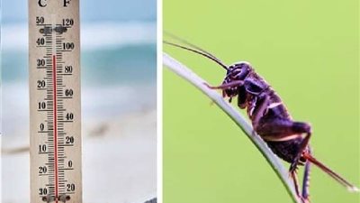 أبرزها الصراصير.. تعرف على وسائل معرفة درجات الحرارة قديمًا