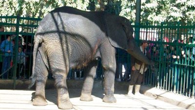 اليوم.. حديقة الحيوان تفتح أبوابها للمواطنين بالمجان