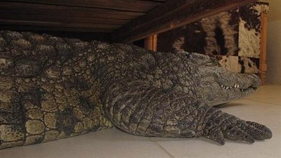 لو كنت مكانه فماذا تفعل؟.. نظر أسفل سريره فوجد وحشًا ينتظره