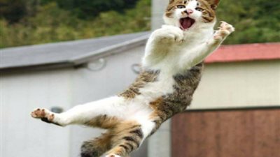 بالفيديو.. قط يهاجم الرجال فقط ولا يقترب من النساء!