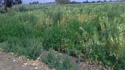 ندوة إرشادية بالشرقية لتحميل السمسم على زراعات القطن