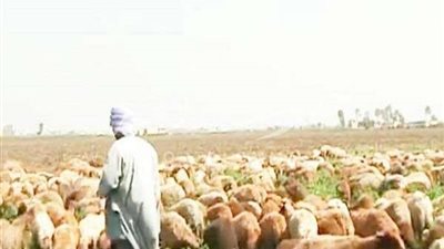 مجلس الوزراء ينفي انتشار أمراض وبائية بين الماشية