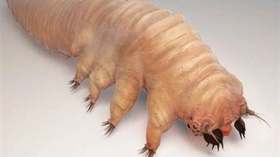 بالفيديو.. حشرة تعيش على وجهك طول العمر وتنتهى بوفاتك