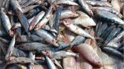 ضبط نصف طن فسيخ غير صالح للاستهلاك الآدمي بالقليوبية