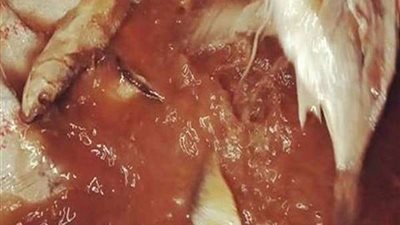 ضبط نصف طن فسيخ فاسد بالقليوبية