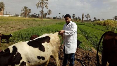 تحصين أكثر من 400 ألف رأس ماشية ضد الجلد العقدي وجدري الأغنام