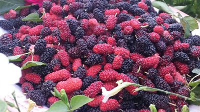 فلتر سموم وحماية من السرطان.. تعرف على فوائد التوت والعنب للرئة