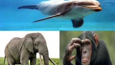 أذكى الحيوانات التي يمكنك التعامل معها.. أحدهم يحل المشاكل أفضل من الإنسان