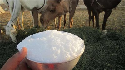 أبرزها تعزيز المناعة.. تعرف على فوائد لبن الإبل