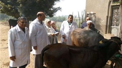 تحصين 123 ألف رأس ماشية ضد مرض الجلد العقدي بالشرقية