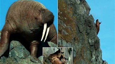 التغييرات المناخية تتسبب في الانتحار الجماعي بين الحيوانات