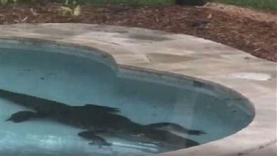 شاهد.. زوجان يعثران على وحش مخيف في حمام السباحة بمنزلهما